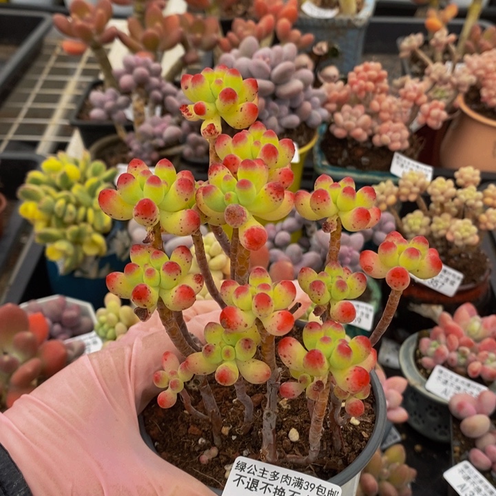 乙女心散拼401多肉植物