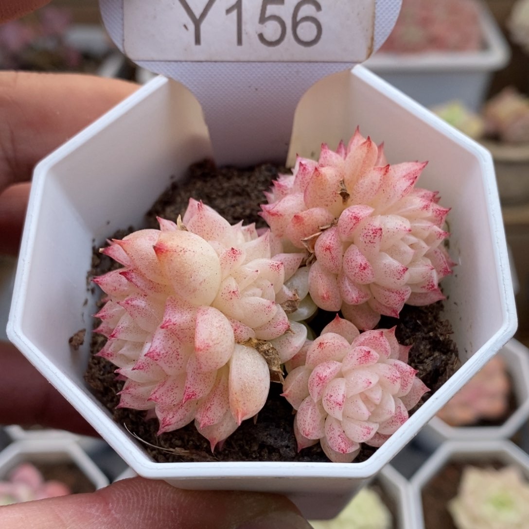 0156麦秆5.5厘米
