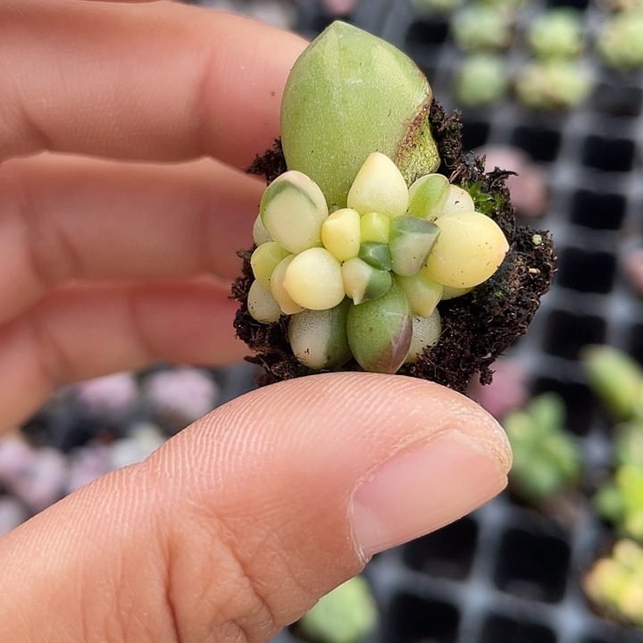 一物一拍千代田锦满18