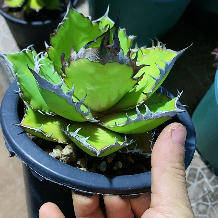 多肉植物龙蛇兰植物