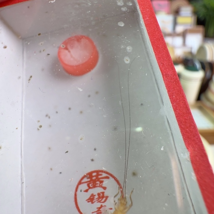 莫***提中黄龄一只好看合适