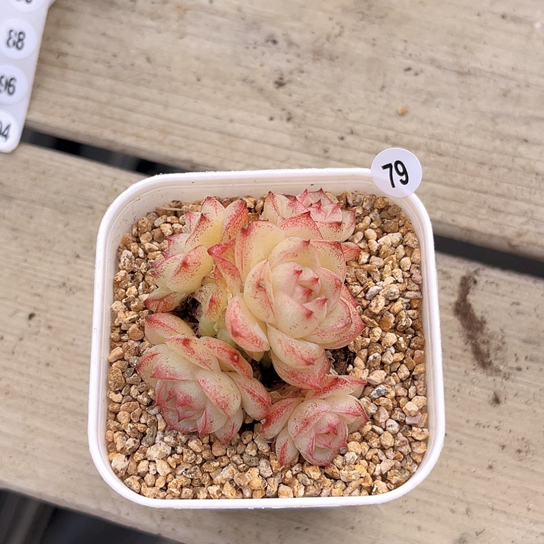 一物一拍冰琉璃多肉79