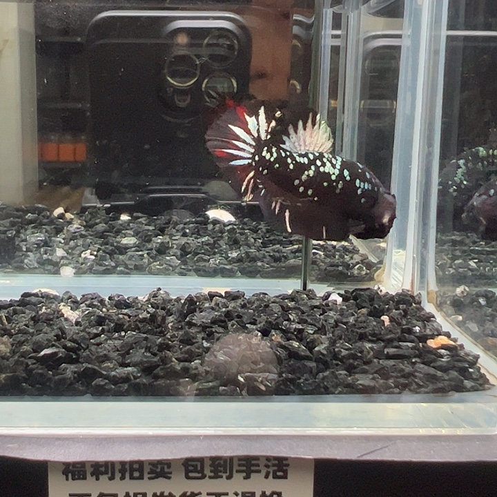 斗鱼竞拍跑单拉黑23日69