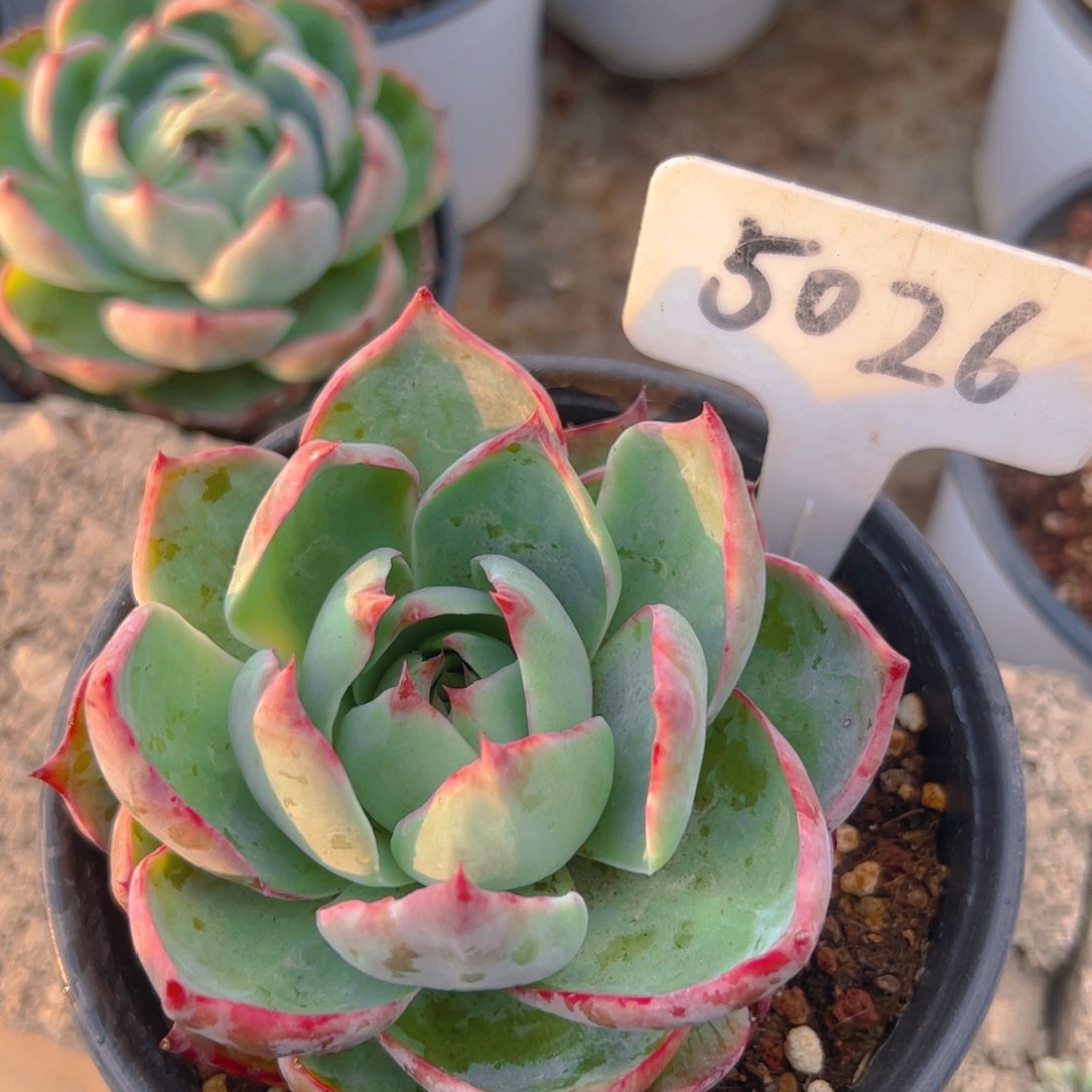 惊鸿仙子一物一拍5026号