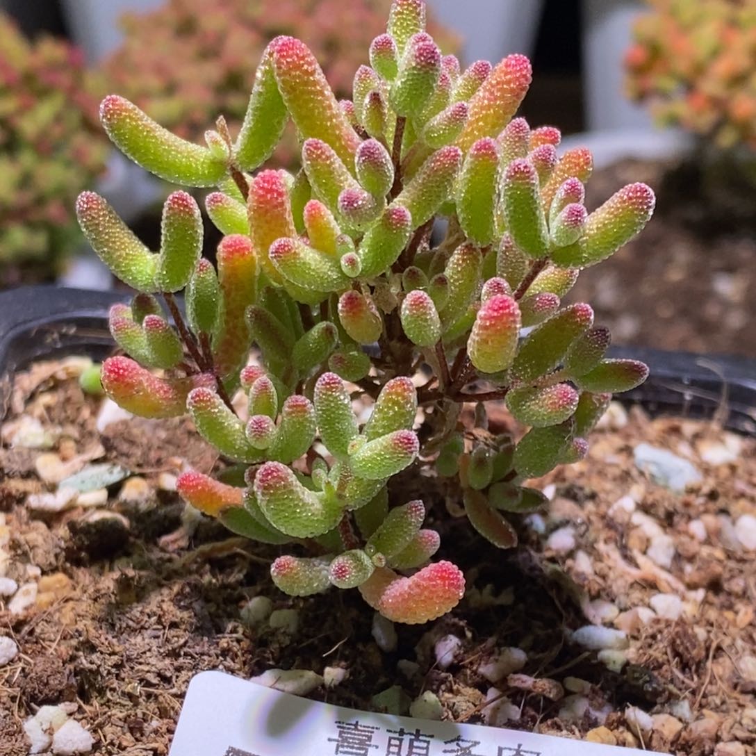 冰糖枝干番杏567