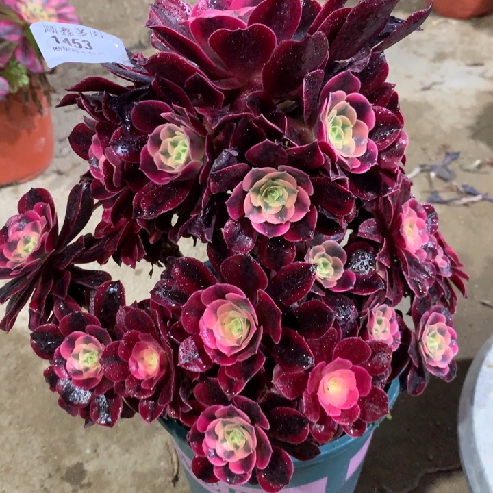 1453美杜莎多肉植物