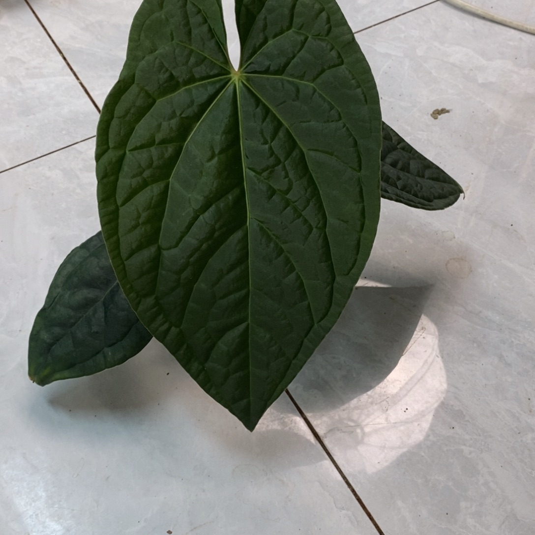 不开花植物321 Papi杂奢华