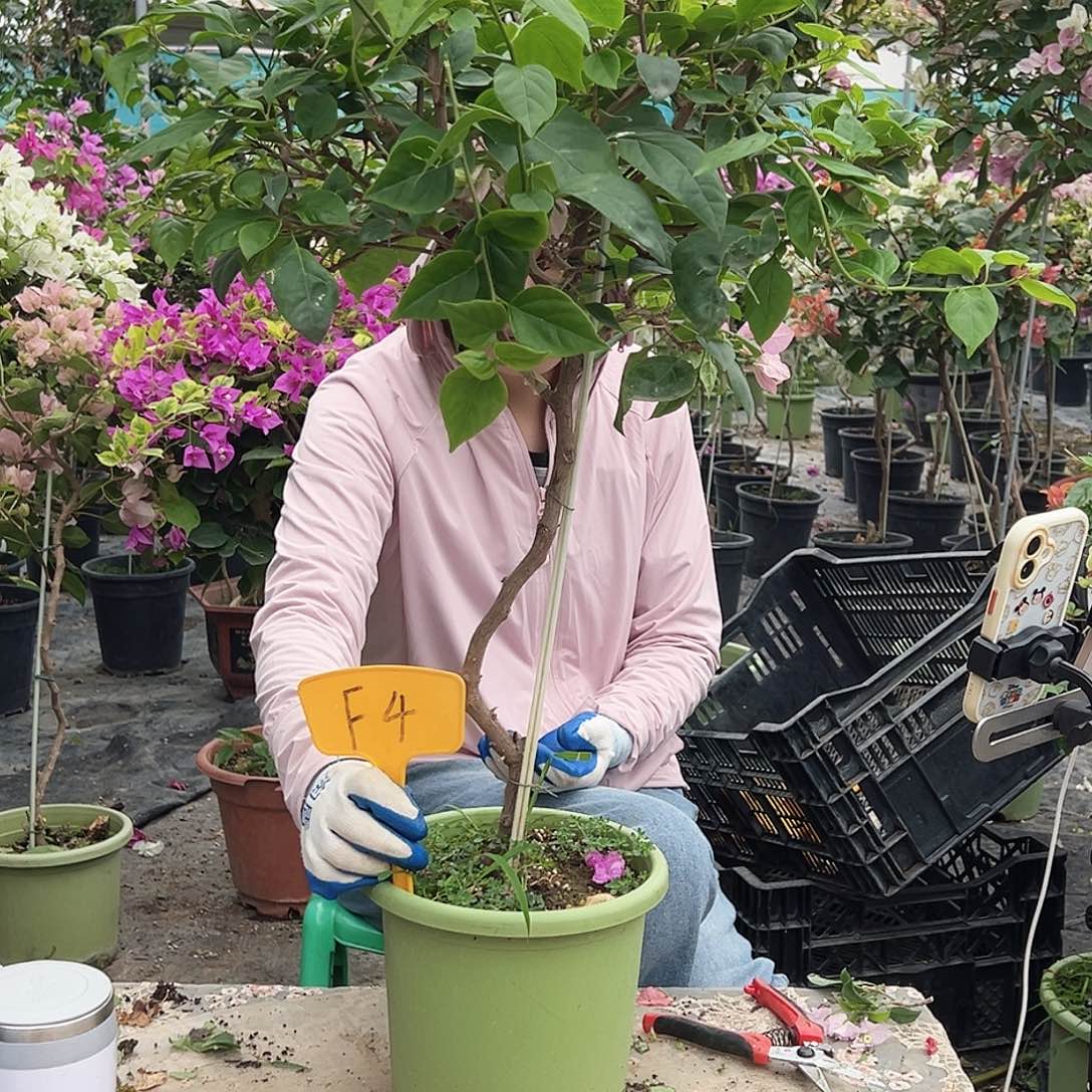 无***虞大部分花苞少量开放F4红樱
