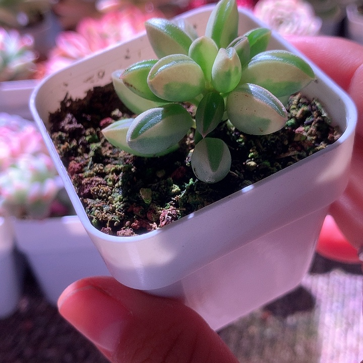 气***叫椒草拉丝锦有根带盆发