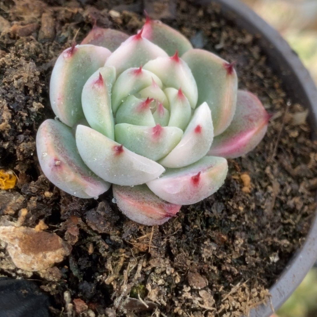 138吉娃娃4.5公分小的