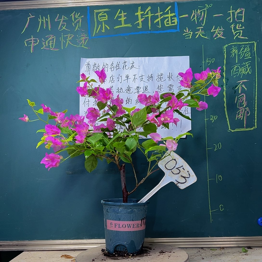 当前无花栽培后可以开花 飘枝 魅惑 053