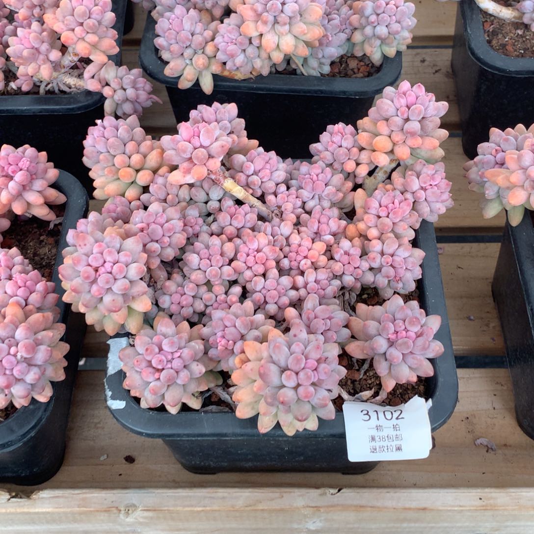 群生婴儿手指3102