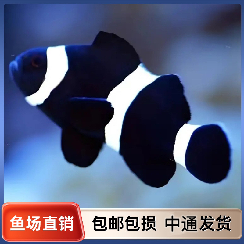 小丑鱼运费补发专用，拍下默认发空包