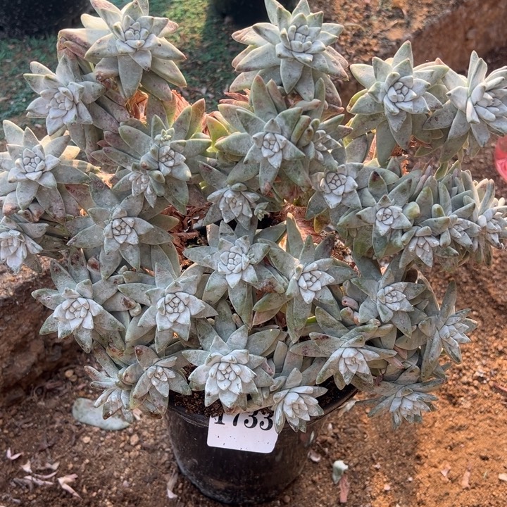 ****M733号白拇多肉植物老庄