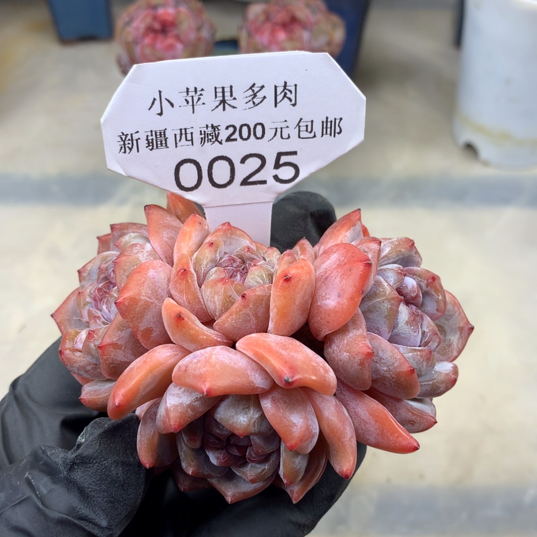 粉底紫心025/8cm4头