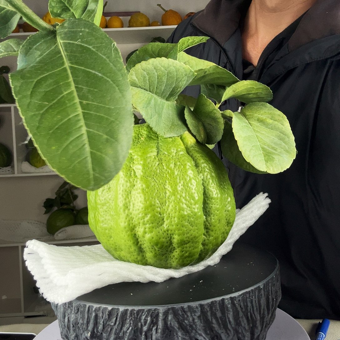 用***1香水柠檬云南高山发香橼