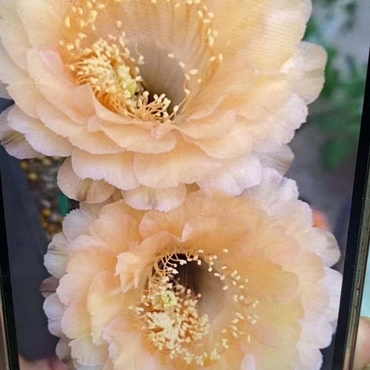 彩草新香槟侧芽3公分左右