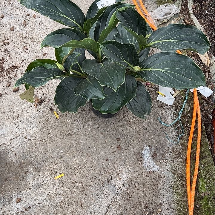 莉***丫少量花朵（建议范围：2朵-5朵 或40%以下）