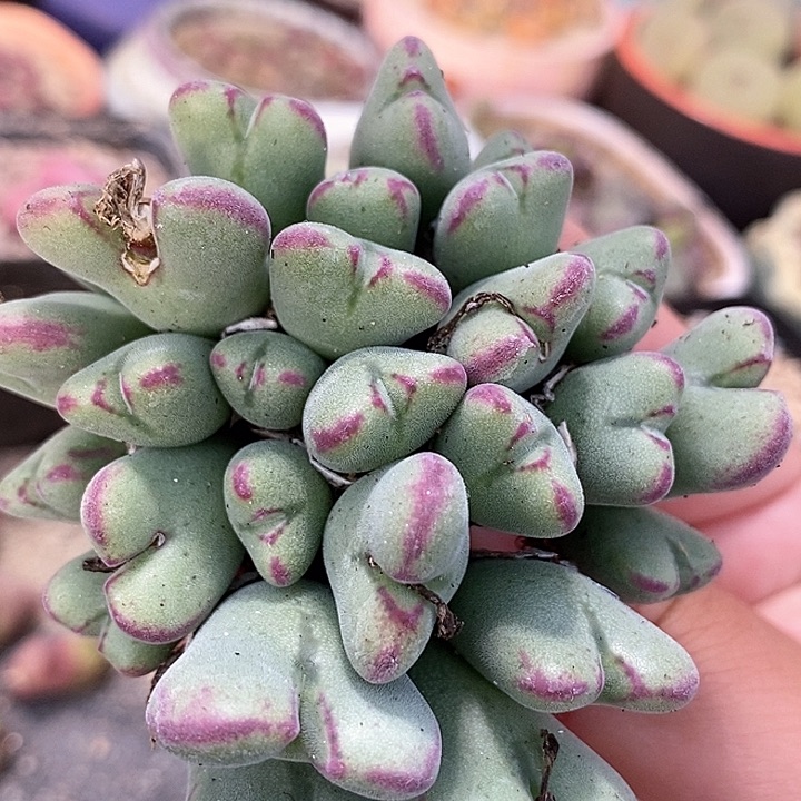 13589沙文利亚一颗         