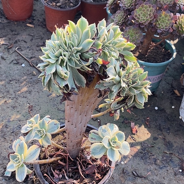 灿烂缀多肉植物002