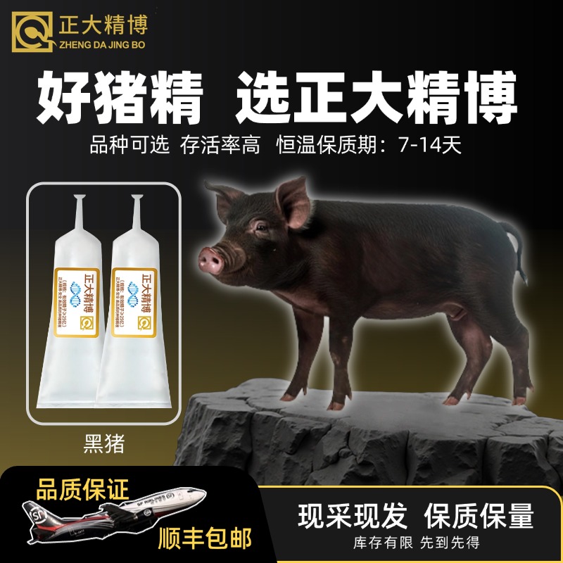 正大精博育种级种猪精液70ml华系黑猪人工授精母猪配种
