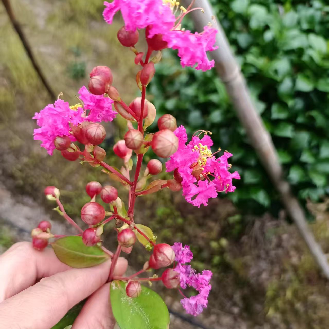 （一物一拍）原生山种小叶紫薇树庭院景观树