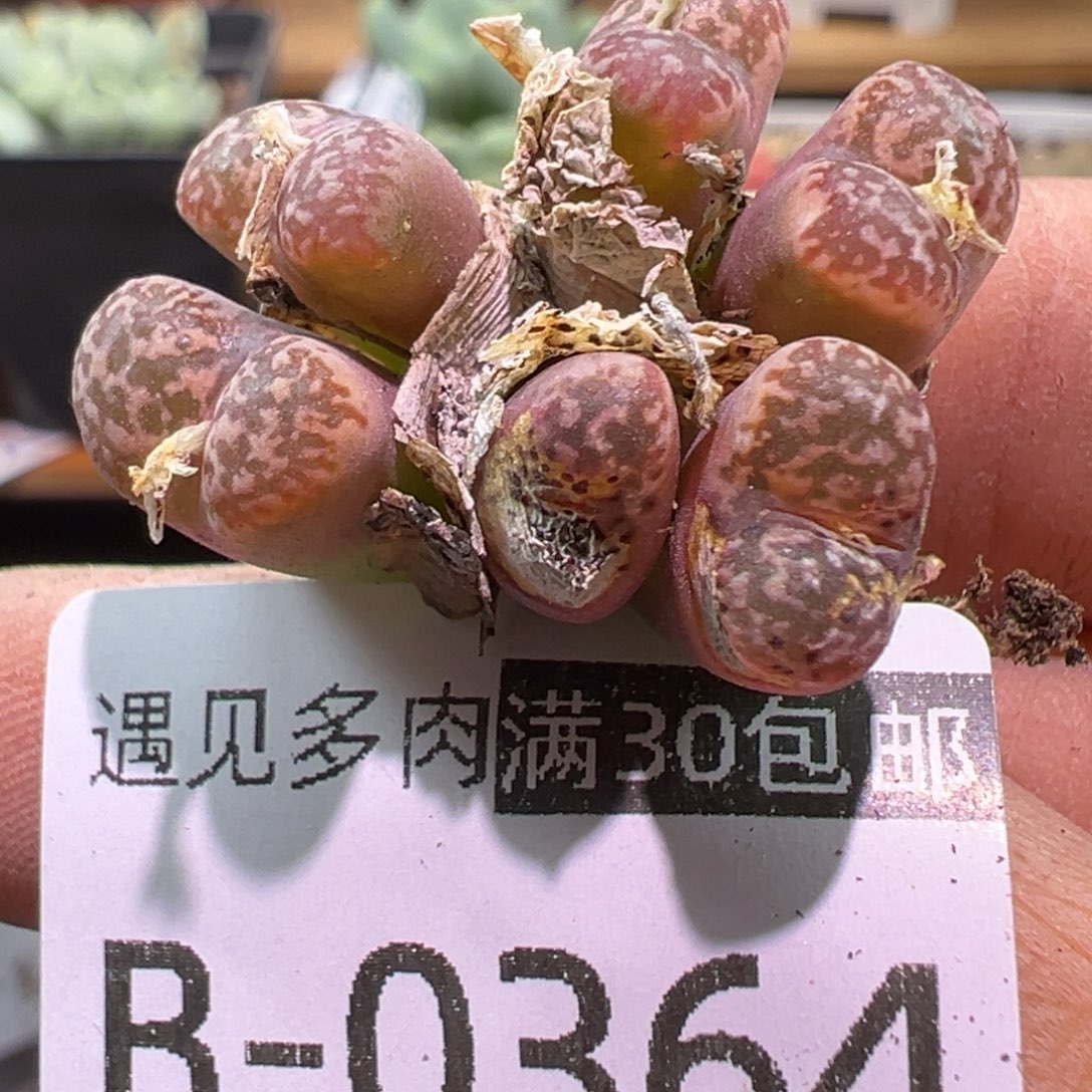 多肉植物111111111111