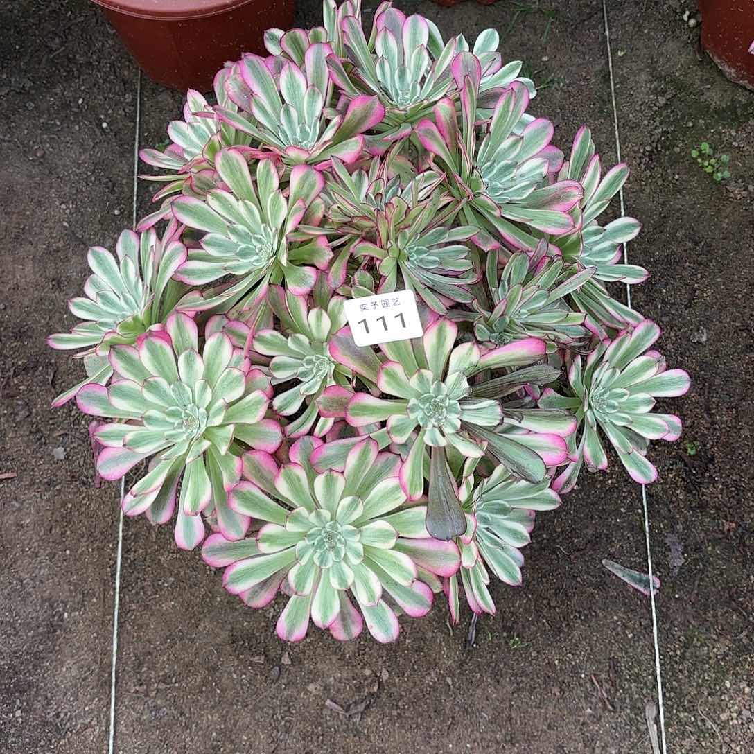 多肉法师水晶仙子111