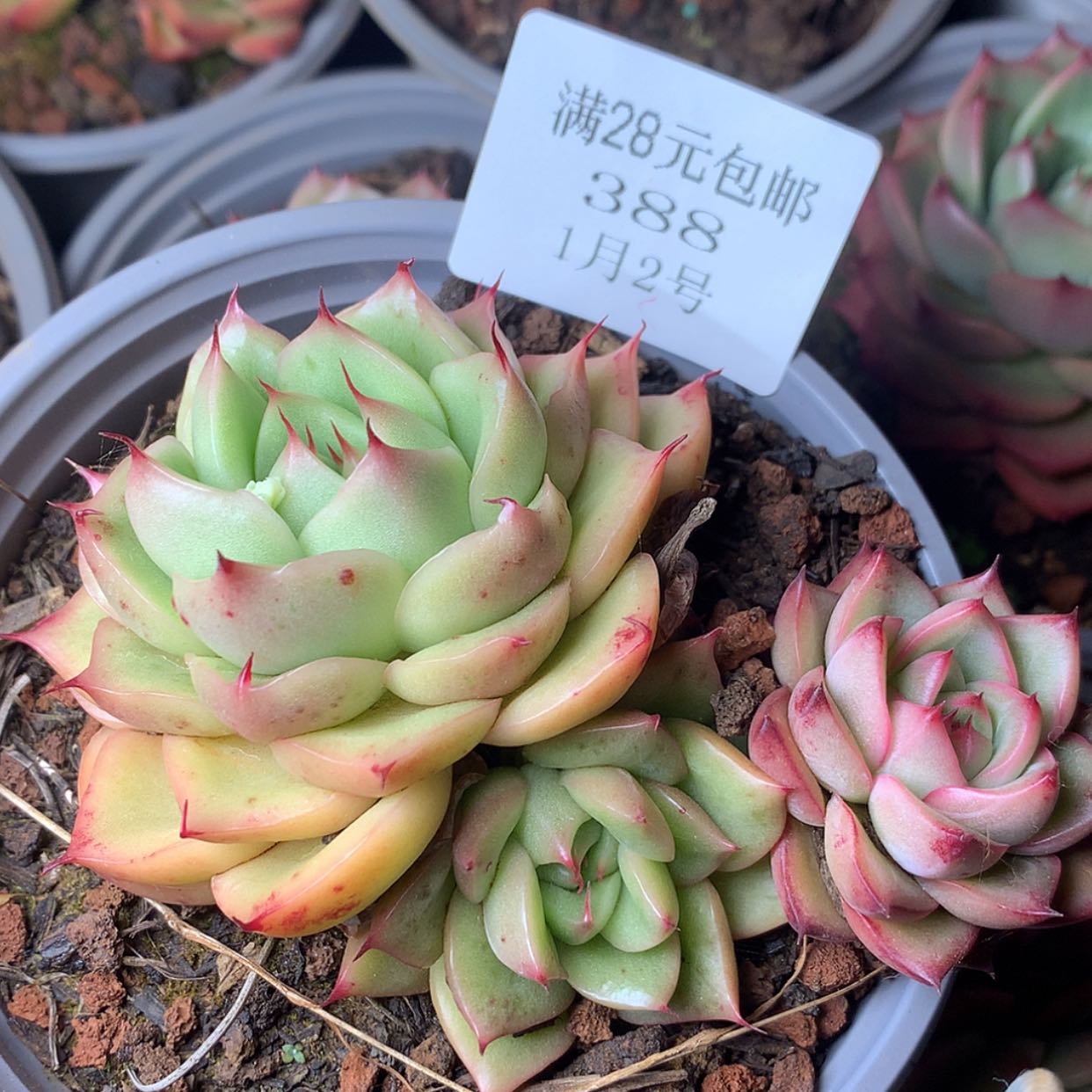 【闪购商品】云388号