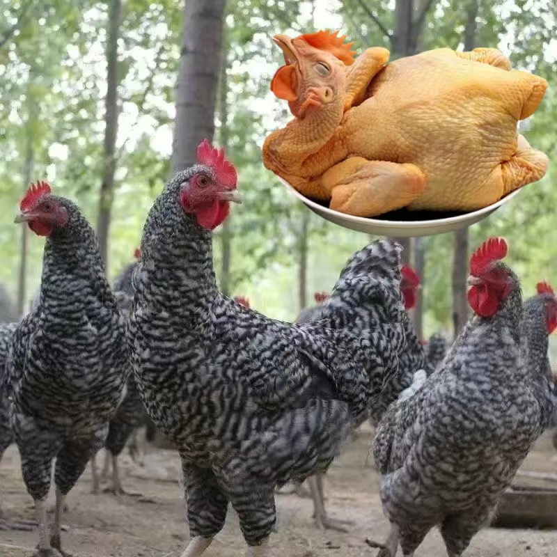 10只黑芦花 宠物鸡 活体发货