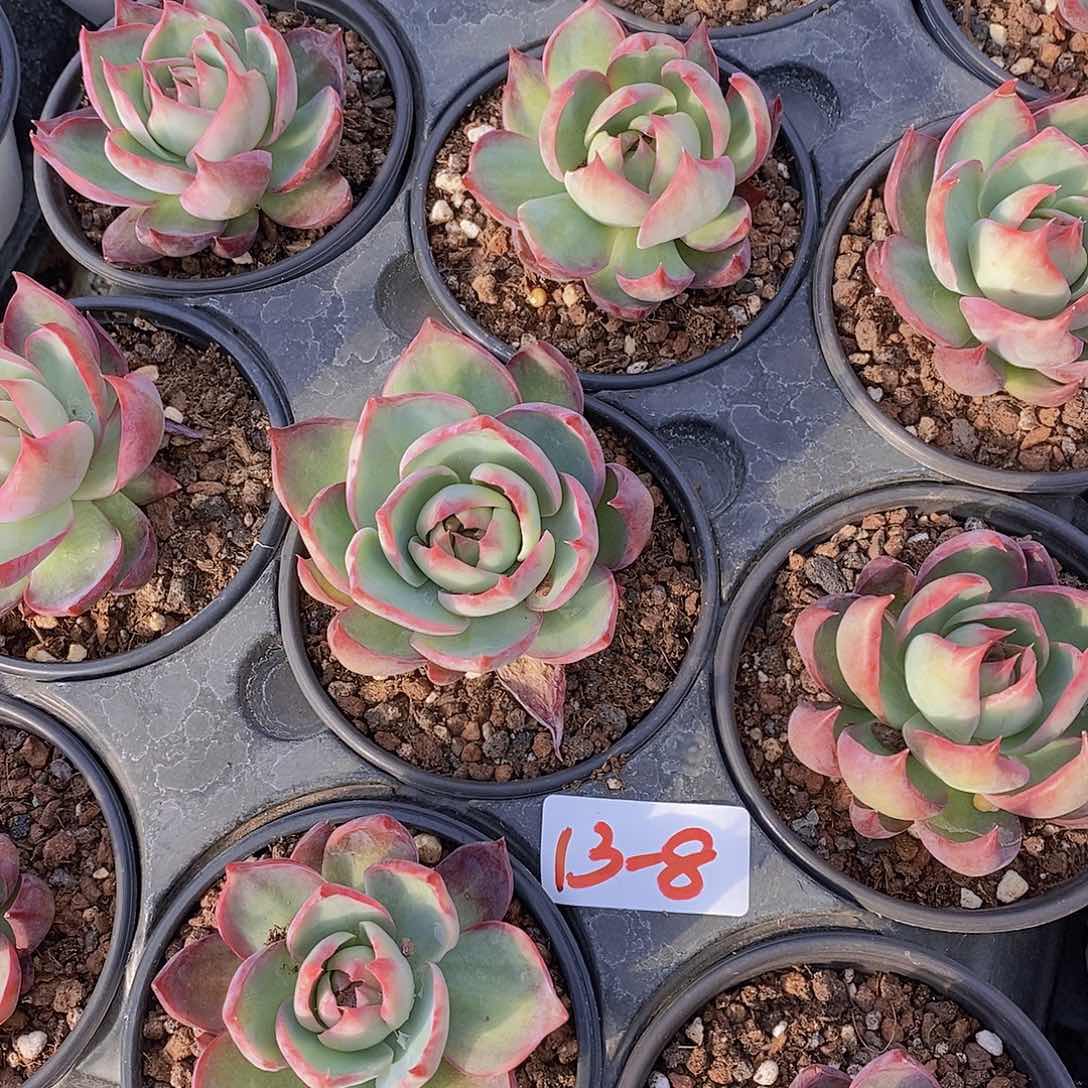 13-8惊鸿仙子福利一颗量拍