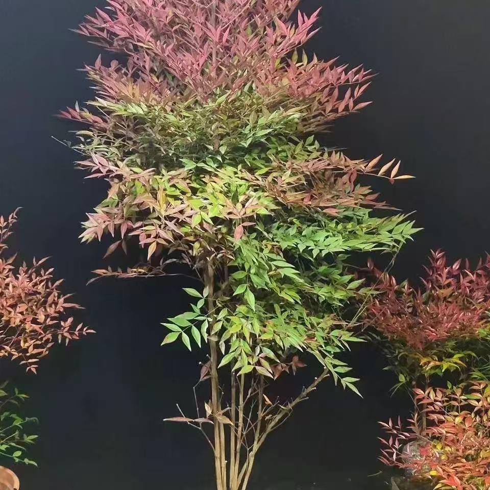 南天竹庭院种植好养护