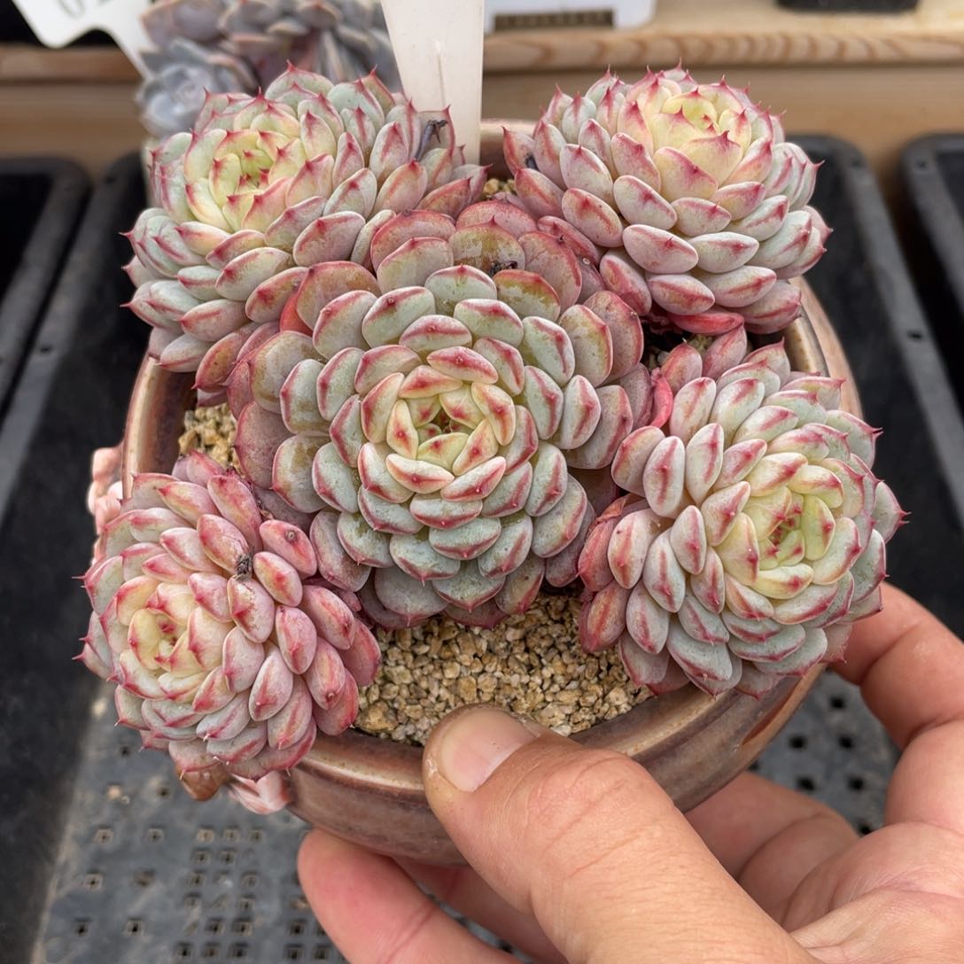 0646白胖子不带盆12厘米
