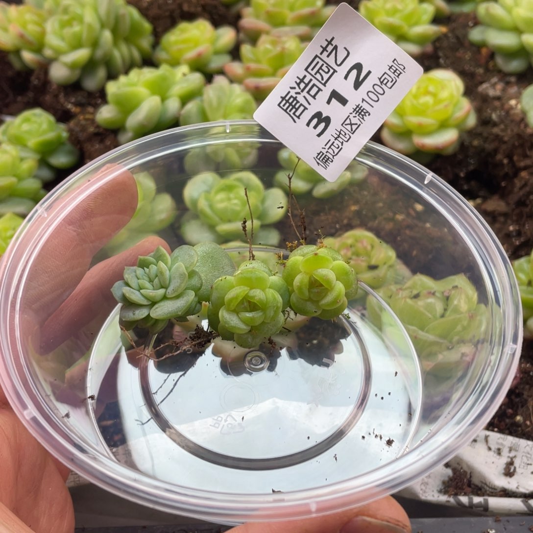 二***赵珍妮缀花一物一拍312