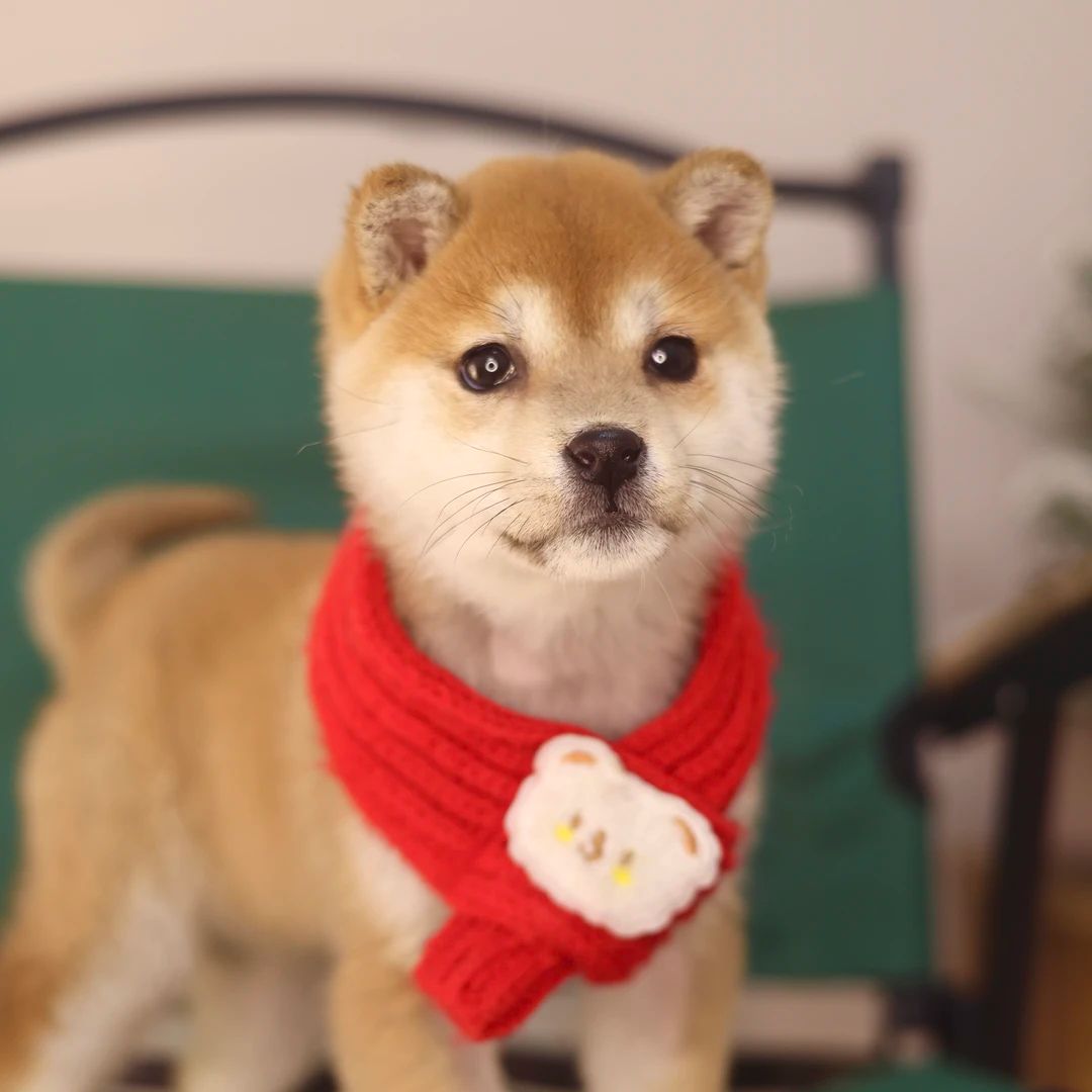 S2【柴圆滚滚】赤母柴犬活体链接