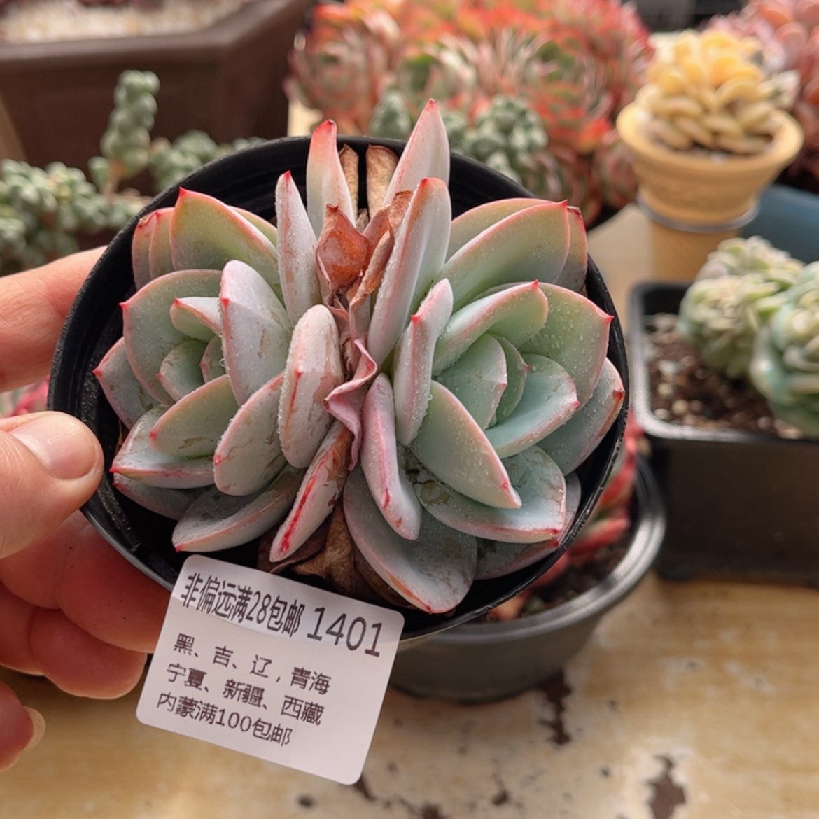 【闪购商品】1401布鲁蓝