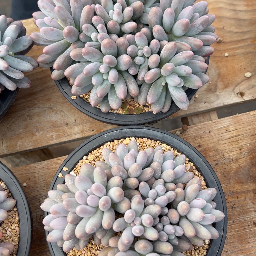 汤圆两颗无砍群生多头