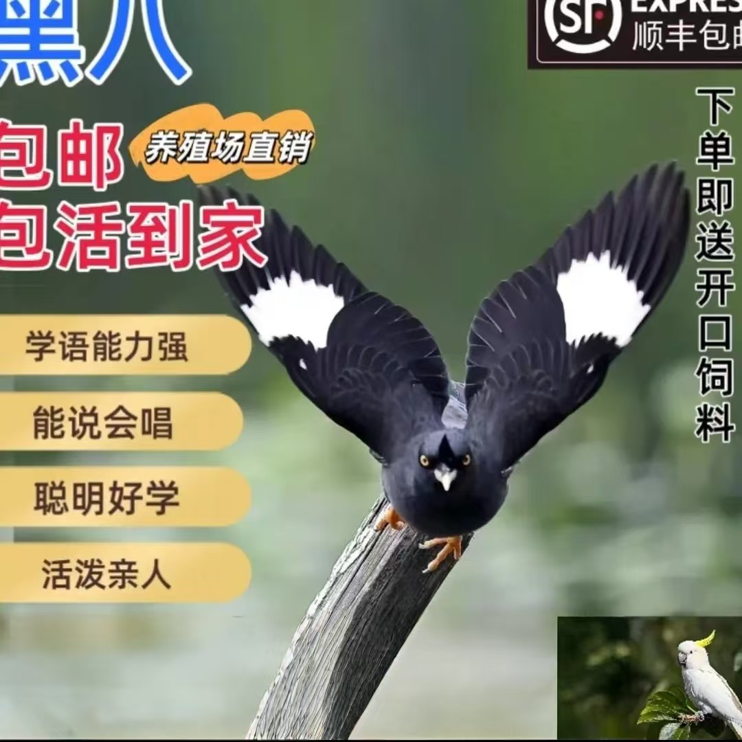人工繁育小林鹦鹉宠物活体