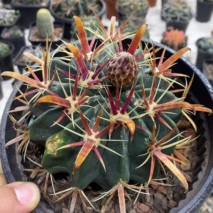 大号宽刺日出掉刺特价