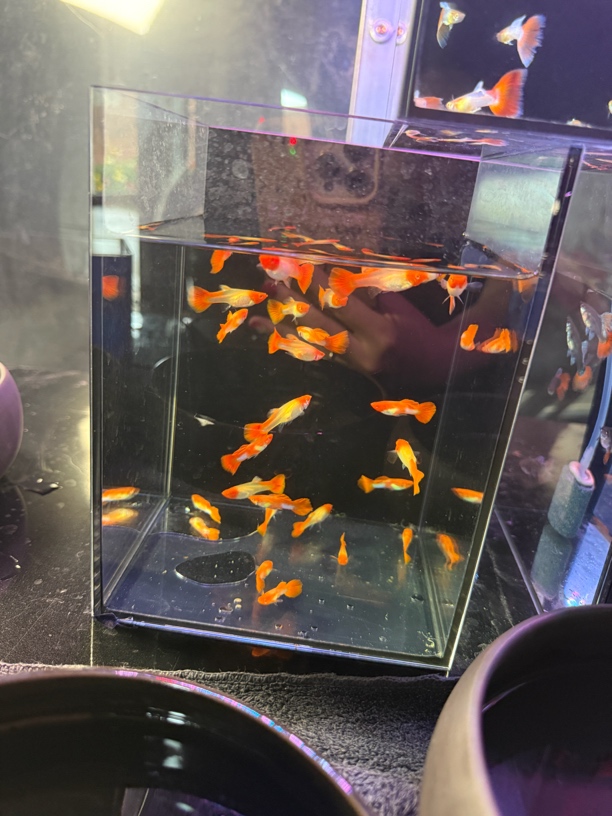 鸿运当头孔雀鱼 以直播间为准（无开箱视频不报损）
