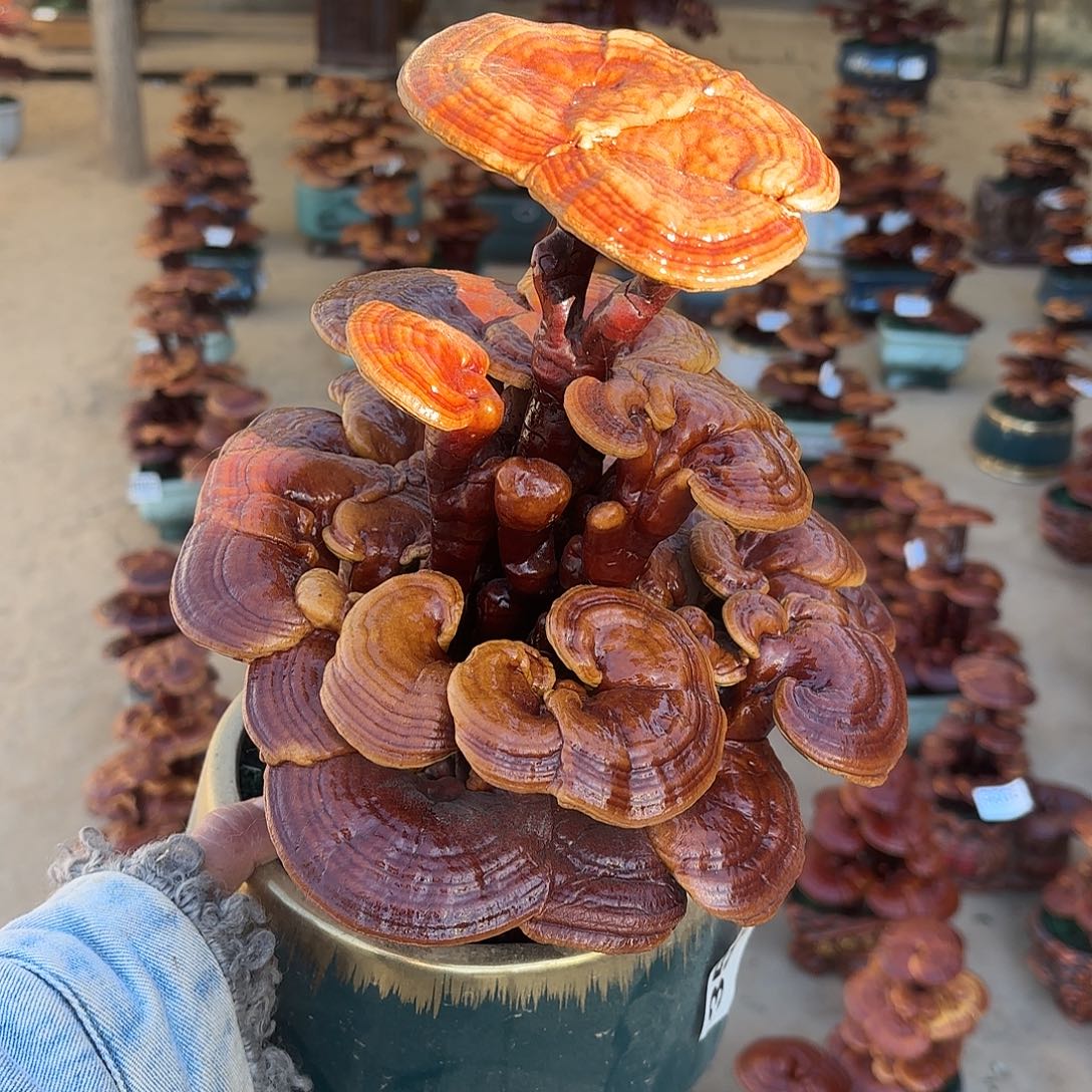 无花朵灵芝是我国著名植物