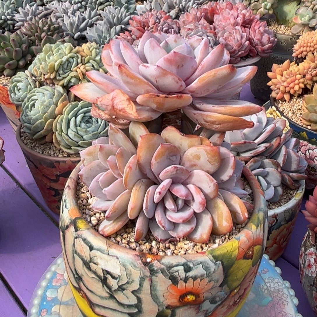 高桩韩版奶茶一物物拍