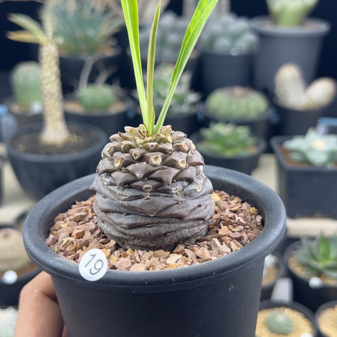 铁甲丸大戟4.8一物一拍