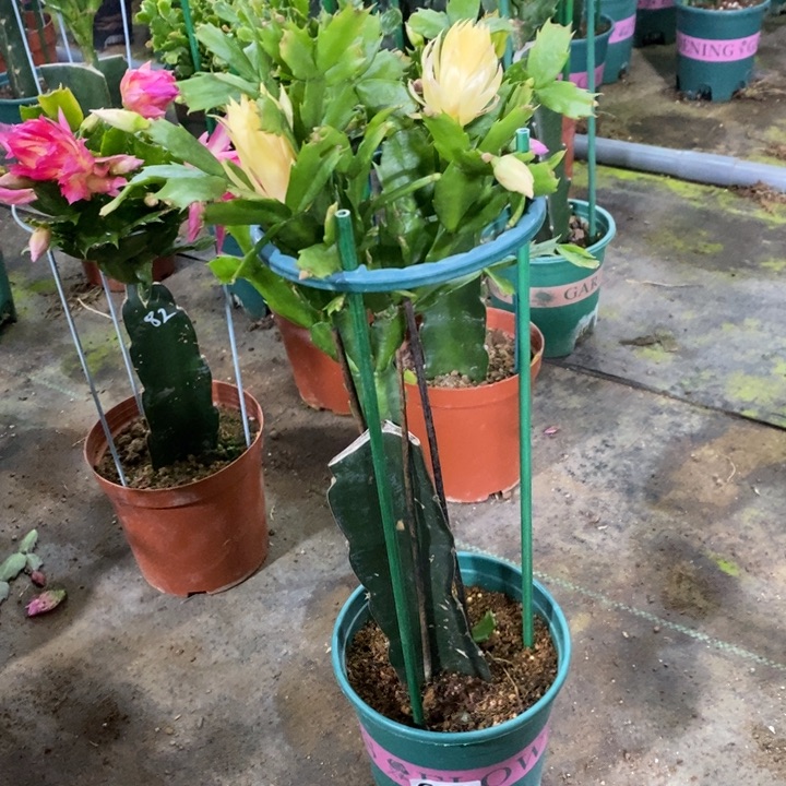 大部分花苞少量开放628嫁接093