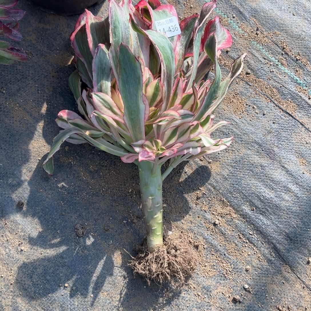 436魅影多肉多肉多肉多肉