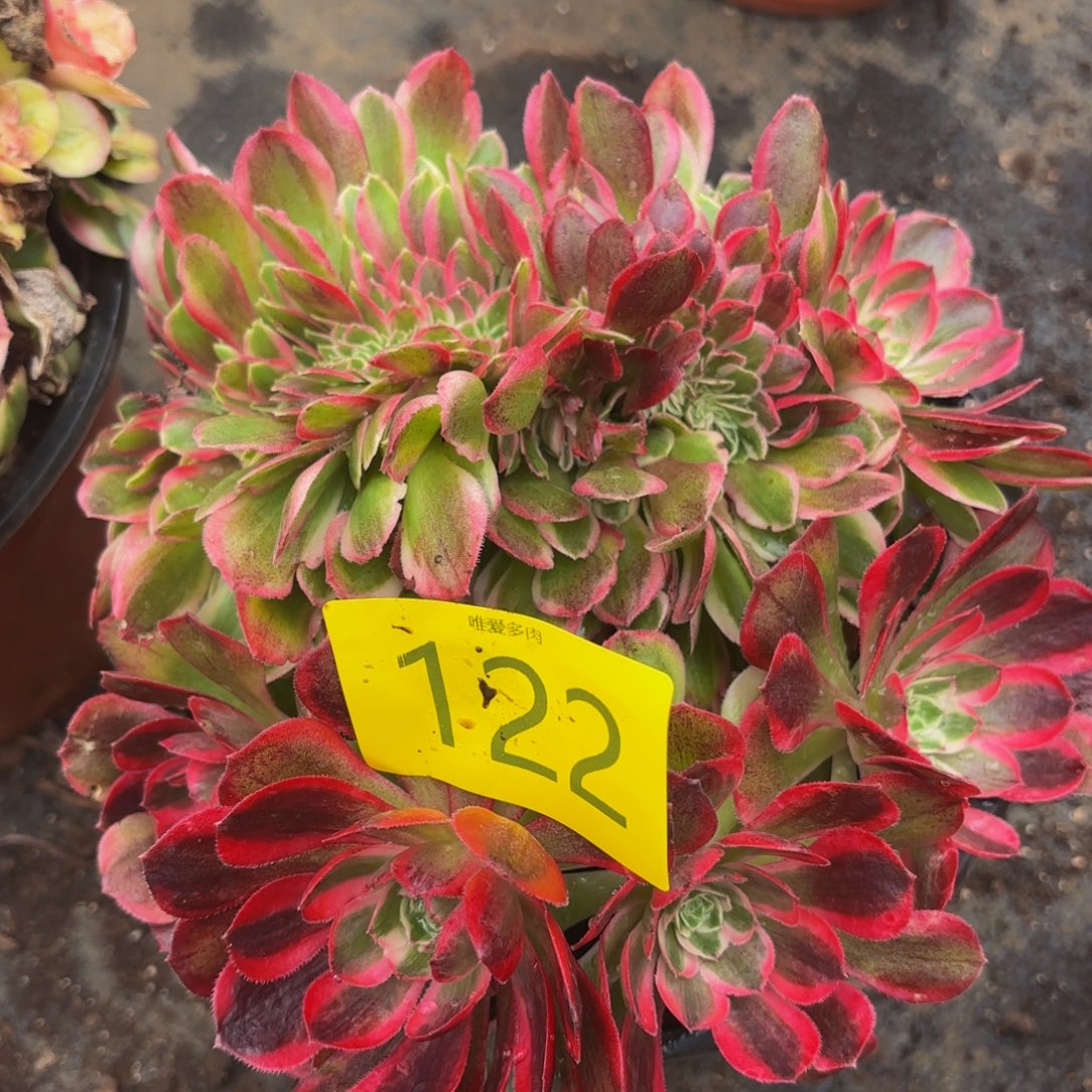 哈哈多肉葡萄多肉葡萄122