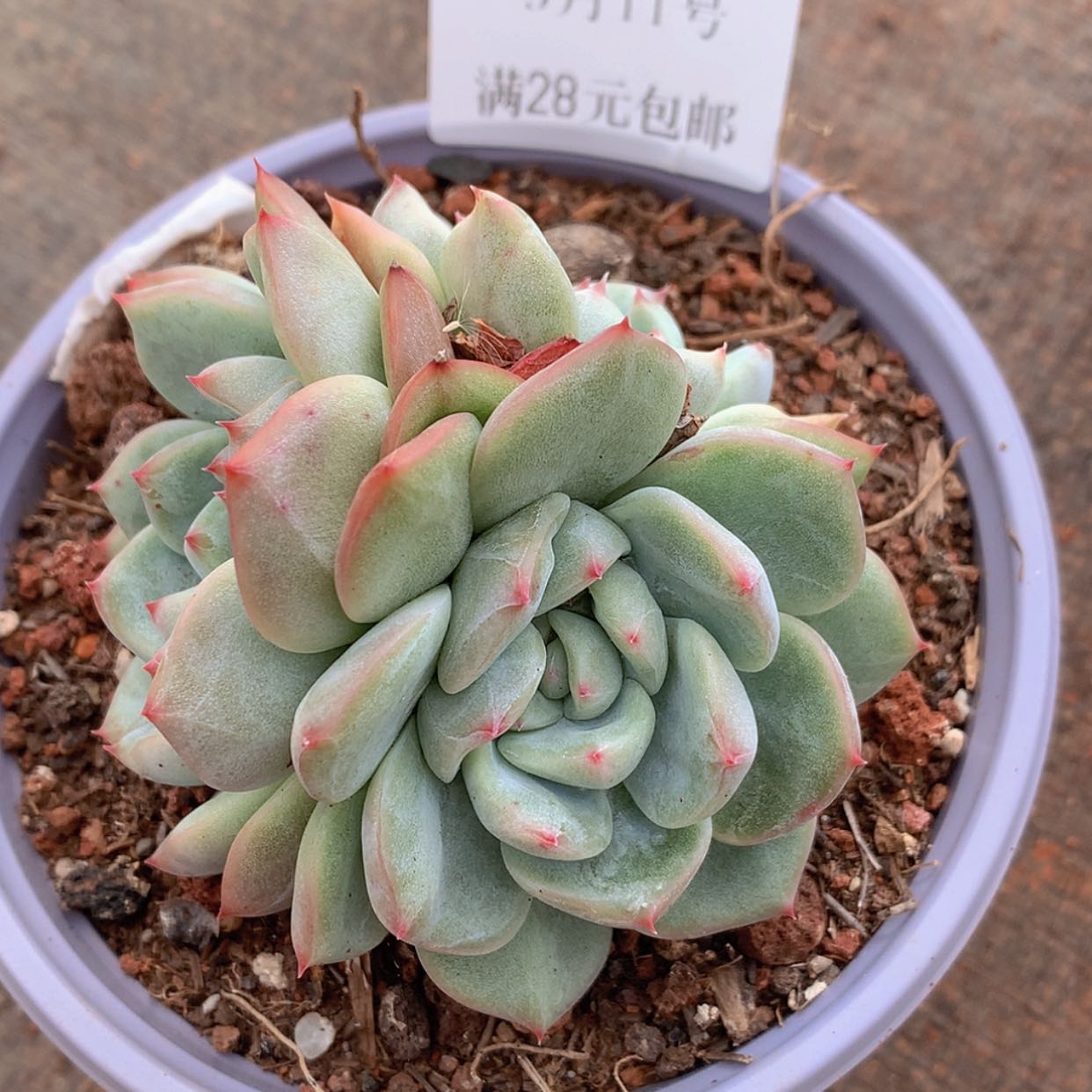 【闪购商品】云343号