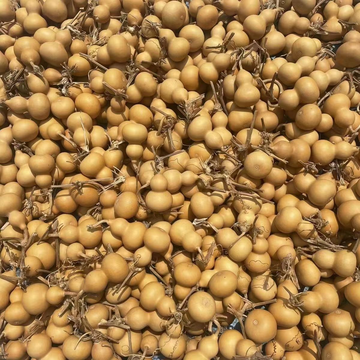 4文玩素葫芦盘玩小葫芦手捻小葫芦(直播间专用链接)