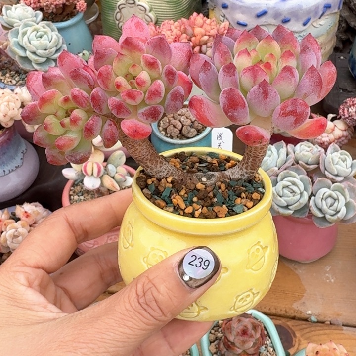 239 1多肉含盆土 30元包邮 除偏远