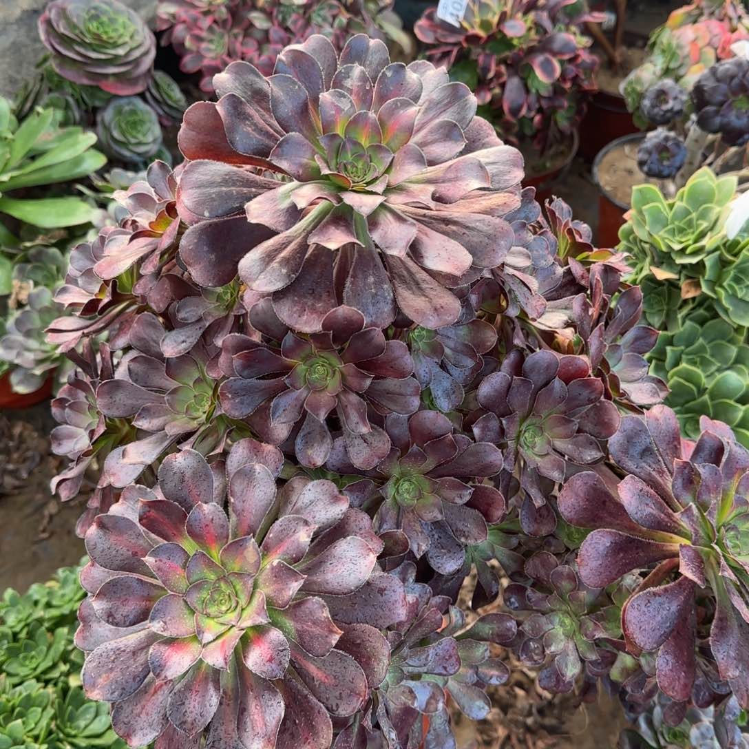 晚霞四年桩孤品包邮断枝不包